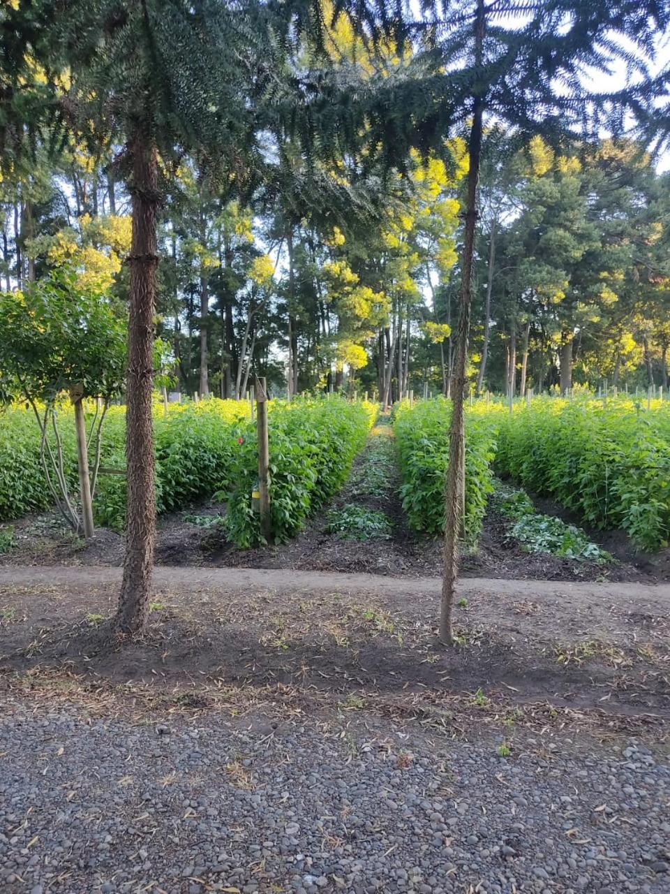 Casa de férias Araucarias Negrete