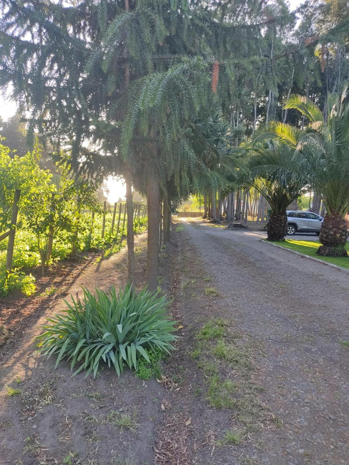 Araucarias Casa de férias *