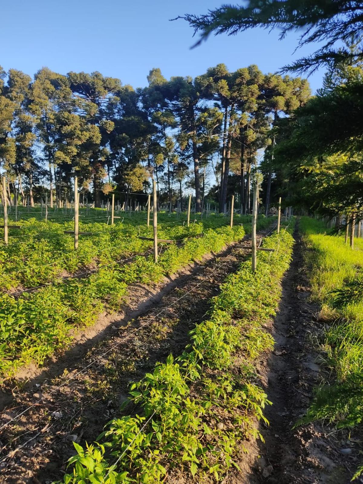 Araucarias Casa de férias Negrete